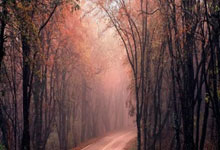 申真谞谈“LG杯事件”：第三局柯洁责任更大一些.